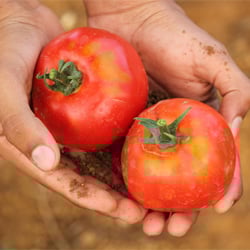 garden tomatoes in hand 